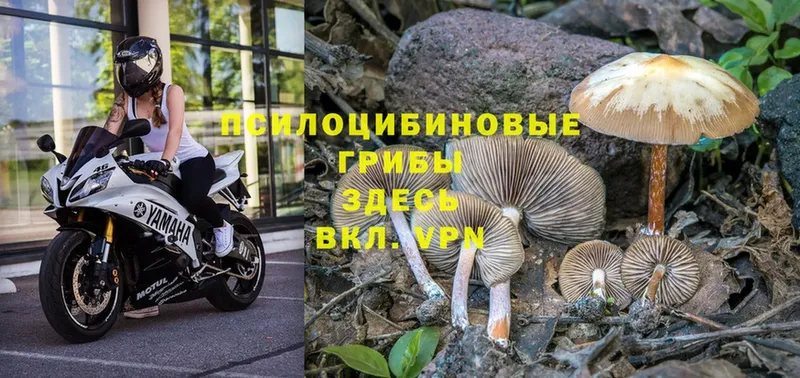 Псилоцибиновые грибы MAGIC MUSHROOMS  мега зеркало  Горнозаводск 